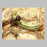 Ammophila sabulosa - Sandwespe 02a 19mm mit Forleulen-Raupe - Panolis flammea.jpg